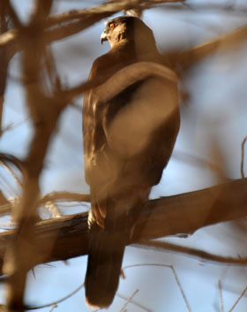 Henrietta watches Rufous Building Nest